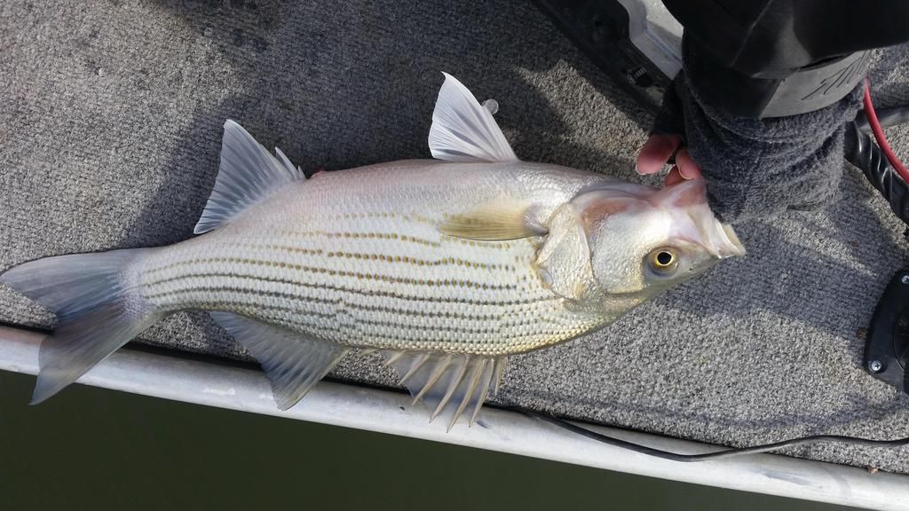 Wipers Vs Stripers? Other Fish Species Bass Fishing Forums